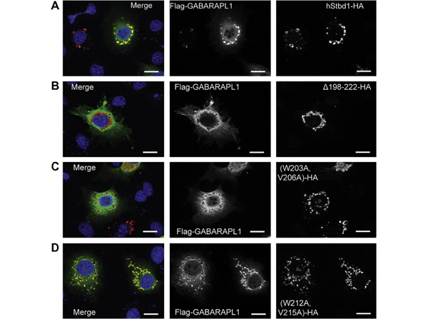 Immunofluorescence using HA epitotpe tag